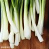 Ishikura Spring Onion seeds