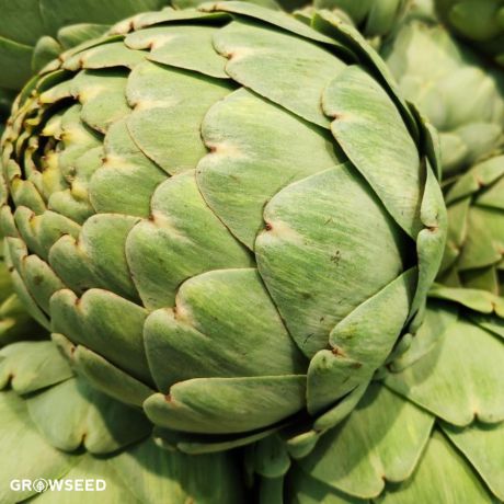 Artichoke Green Globe Seeds