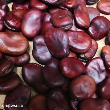 Red Epicure Broad Bean Seeds
