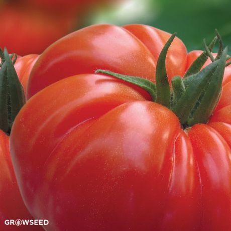 Buffalosteak F1 Tomato Seeds