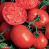 BushSteak F1 Tomato Seeds