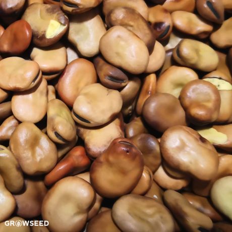 Dreadnought Broad Bean Seeds