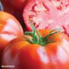 BigDaddy F1 Tomato Seeds