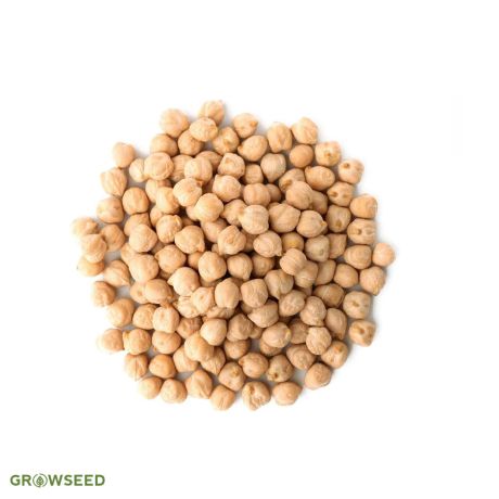 Sprouting Chickpea Seeds