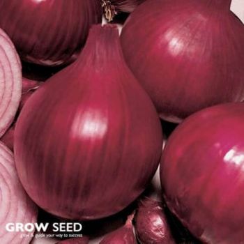 Conservor - (F1) Shallot Seed