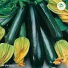 Organic Black Beauty Courgette Seeds