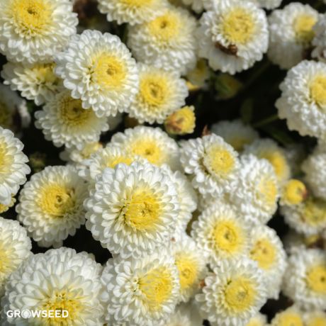 White Gold Max Marigold Seeds