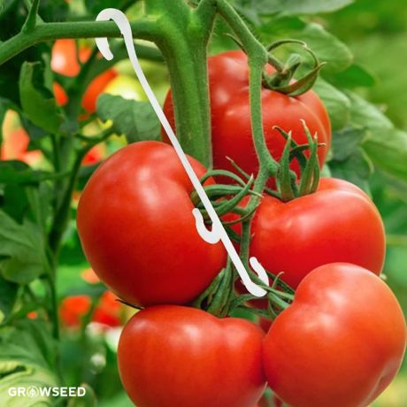 Tomato Vine Hooks or Plant Hooks