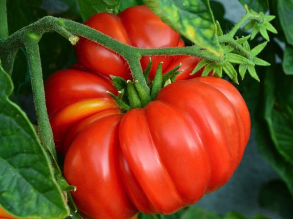 All you need to know about Tomato Seeds - Growseed Blog