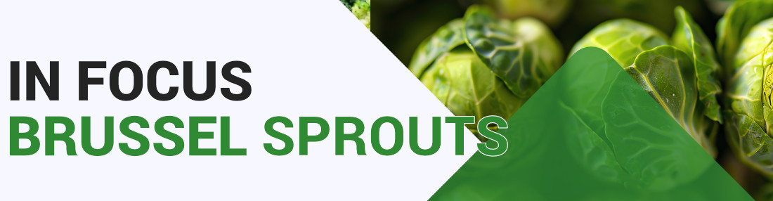 Brussel Sprouts  - Key Growing Information