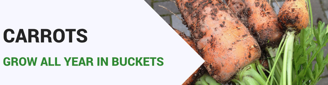 Carrots Succession Planting using 30ltr buckets