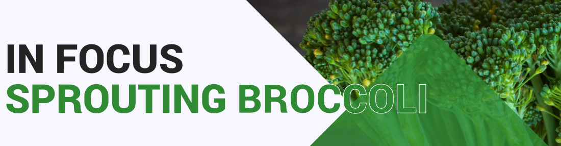 Sprouting Broccoli - Key Growing Information